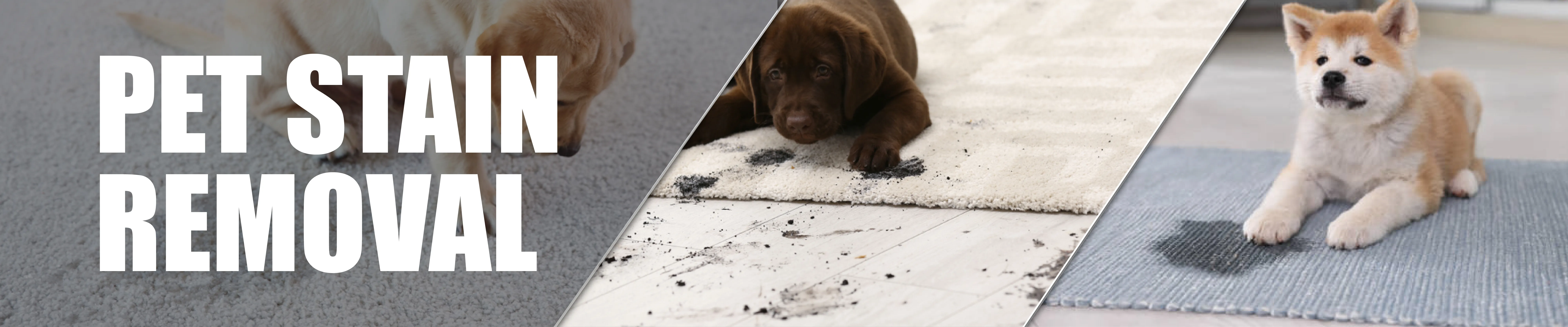 carpet cleaning in bronx, carpet cleaning in bronx, carpet cleaning bronx, carpet cleaners in bronx, carpet cleaners in bronx, commercial carpet cleaning, commercial carpet cleaning in bronx, bronx rug cleaners, rug cleaning services in bronx, same day carpet cleaning, same day rug cleaning